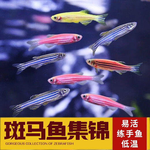 Kach Fish, pez cebra, pescado de agua dulce, pescado ornamental, pescado ornamental pequeño, pescado tropical, cebras aladas de mariposas son fáciles de cultivar y vivir, 10 cebras dulces, 1.5-2.5 cm, al menos 3 colores