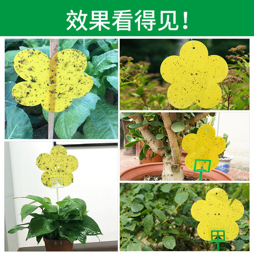 Zhongjie square flower-type armyworm board small flying insect yellow board double-sided armyworm trap flower household small black flying aphids 1 box 12 tablets