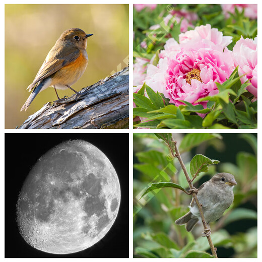 PICKOGEN super telephoto lens 420-800mm telephoto zoom SLR camera full-frame micro-single manual cannon Mid-Autumn moon photography bird telescope Nikon F mount + black telephoto standard + 2X extender