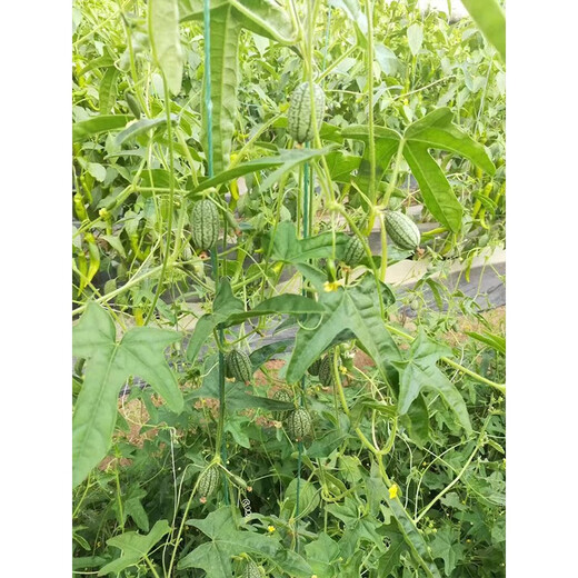 Thumb Watermelon Seed High Yield Mini Small Watermelon Thin Skin Finger Mother Finger Mother and Child Watermelon Seed Balcony Potted Fruit Thumb Watermelon About 50 capsules