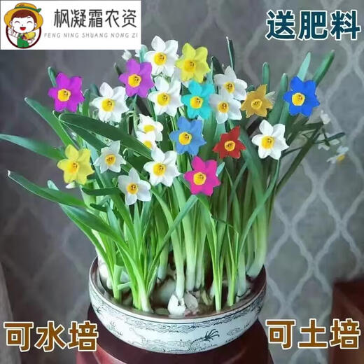 
Narcissus ball indoor balcony hydroponic tulip potted plants with four seasons flowers in winter cold-resistant plant seeds G673_J973_Hydney seed ball + fat without pot
