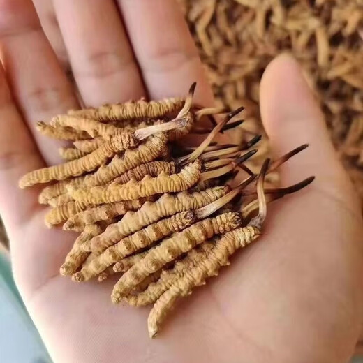 Fresco Cordyceps sinensis 2025 Primer período Cordyceps Auténtico Líder Regalo Authentic Cordyceps Festival 4 1 Gramo 30 Cordyceps secos sinensis Cordyceps Sinensis SF Express Entrega