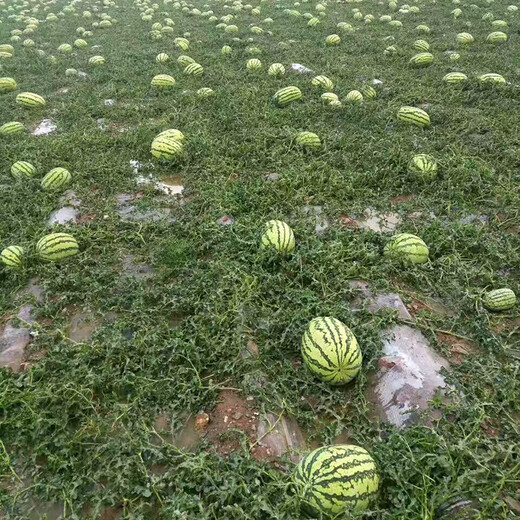 Zhongke Maohua Mountain Stone Melon Watermelon Seed Jincheng No. 5 Lazy Man Giant Dragon Large Fruit Type Ningxia Double Red Flesh Selenium Sand Melon Free of Whole Seed Giant Dragon 100g/bag Refreshing Type