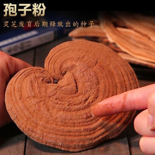 白云山长白山优选灵芝孢子粉头道林芝孢子粉赤灵芝种子粉质细腻礼盒 灵芝孢子粉亚格力圆瓶【500克】片状 送灵芝片一袋