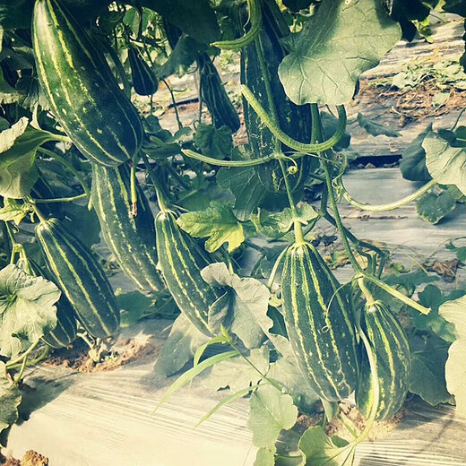 Zhongke Maohua Melon Fruit Seeds Bomei 94 muskmelon seed yield exceeds No. 9, a new early-maturing large horn-shaped thin skin and thick flesh variety Bomei 94 muskmelon 500 pieces/bag, high yield and crispy