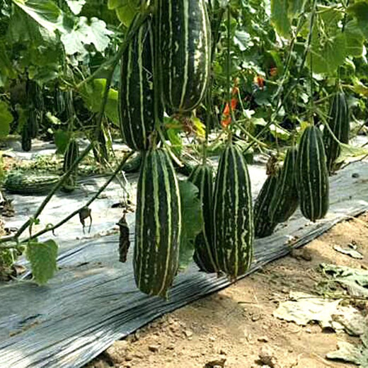 Zhongke Maohua Melon Fruit Seeds Bomei 94 muskmelon seed yield exceeds No. 9, a new early-maturing large horn-shaped thin skin and thick flesh variety Bomei 94 muskmelon 500 pieces/bag, high yield and crispy