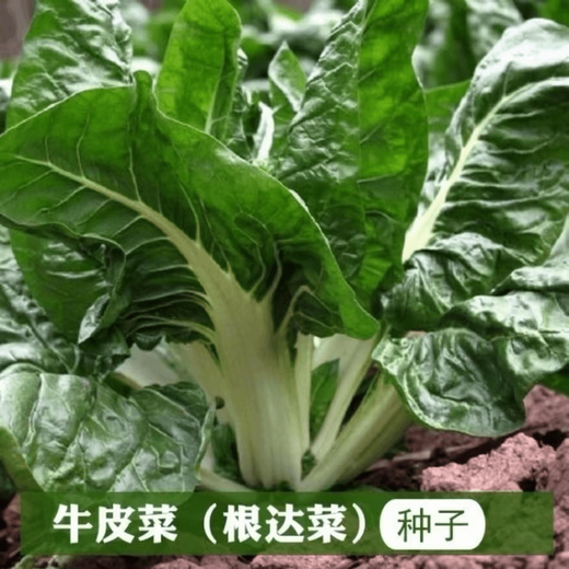 Bohui Brassicae Seeds are edible white stems, large broad leaves, thick skins, high-yield all-season old varieties, spring and old Genda vegetable seeds. Broad-leaf Brassicae 4 packs and 6 packs (40 people choose)