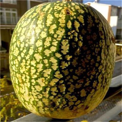 Rice Noodle Melon Seeds Seasonal Planting Easy-to-Live Shark Fin Melon Vermicelli Balcony Planting Potted Garden Vegetable Seeds Rice Noodle Melon 20 capsules