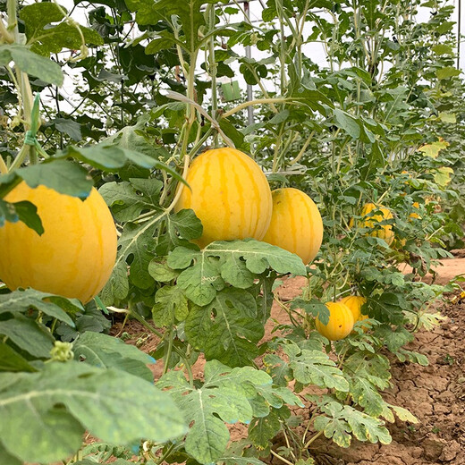 Zhongke Maohua Fruit Seeds Jin Linglong Golden Handsome Watermelon Seeds Yellow Skin Red Flesh Gift Watermelon Seeds Small Super Sweet Picking Garden Zhongke Golden Handsome 100 capsules/bag