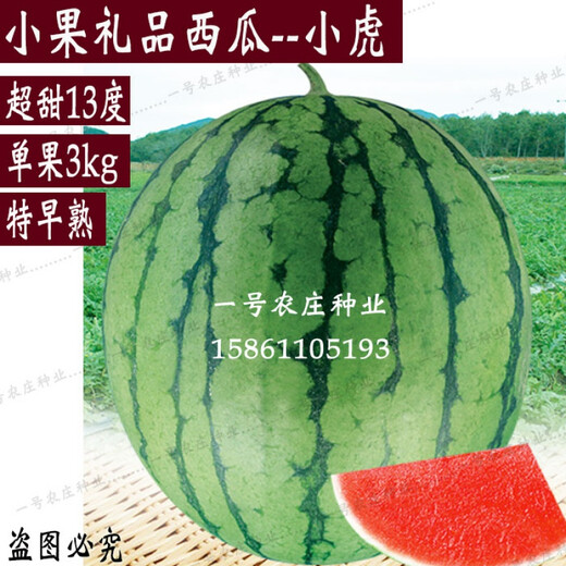 Authentic Diaogua Xiaoqilin Watermelon Seeds 8424 Four Seasons High Yield Early Maturity Gift Green Skin Red Flesh Super Sweet Xiaodiao Watermelon 100 capsules for field use