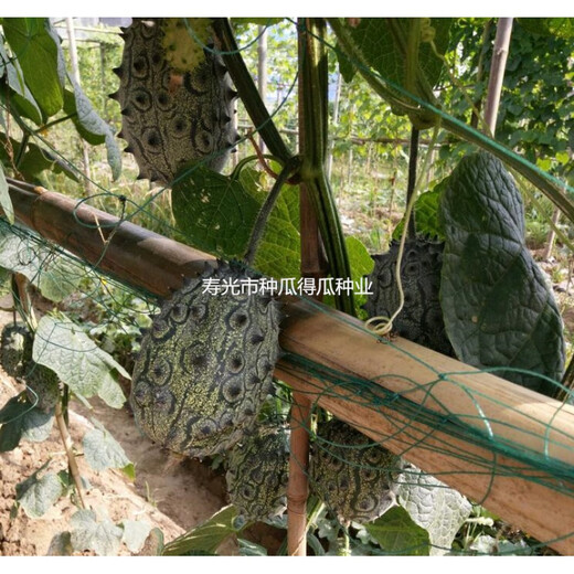 Fire ginseng fruit Mars fruit kiwi fruit thorn melon fruit seeds spring and summer climbing vines four seasons balcony potted field 20 capsules