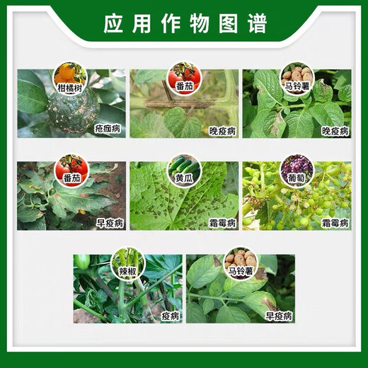 Syngenta amycida azoxystrobin citrus white rot leaf mold leaf spot anthracnose late blight scab fungicide 10ml