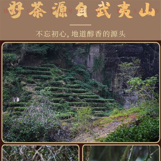 第几茗武夷岩茶大红袍东峰百年矮脚乌龙茶北苑好茶中火花果香茶叶500克 百年矮脚乌龙茶 250克