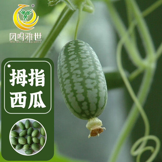 Fengming Yashi thumb watermelon seeds 5 mini vegetable and fruit seeds seedlings balcony four seasons potted organic melon and fruit larvae
