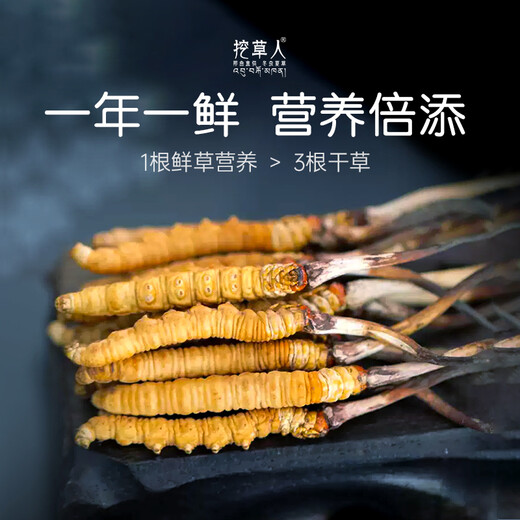 挖草人【西藏那曲】新鲜野生冬虫夏草 2025那曲野生鲜虫草头茬鲜虫草 西藏那曲鲜虫草0.6克  100根(送同款5根)