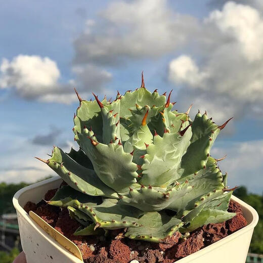 茗羽珺玥甲蟹龙舌兰潮流植物简单易养沙漠绿植厚叶龙舌兰类的耐旱植物 甲蟹龙舌兰16-18公分 不含盆