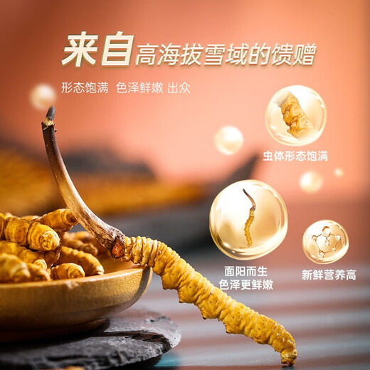 圣迪康藏2025年西藏那曲野生头茬新鲜冬虫夏草滋补品礼品 【顺丰空运】 1.2克/根  10根装