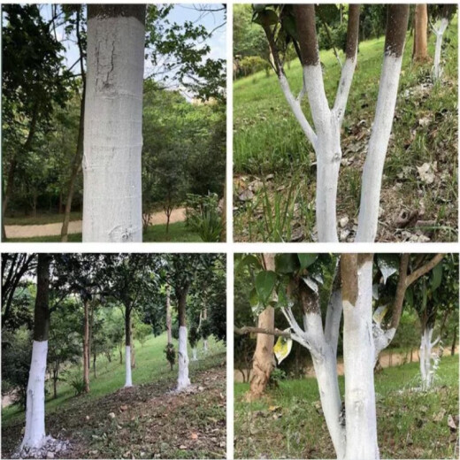 Junpin Shijia large tree whitening agent quicklime powder 50Jin [Jin equals 0.5kg] insect repellent water purification white ash tree brushing livestock farm quicklime powder desiccant