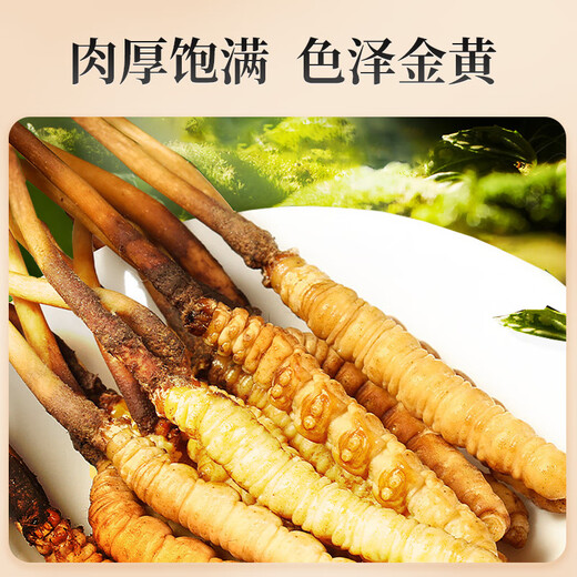 Lei Yun Shangwen Cordyceps sinensis 50 Tónicos de Cordyceps frescos para la etapa principal de Cordyceps sinensis dan regalos a los ancianos y los padres. 50 Cordyceps frescos sinensis (0.6-0.8g/raíz)