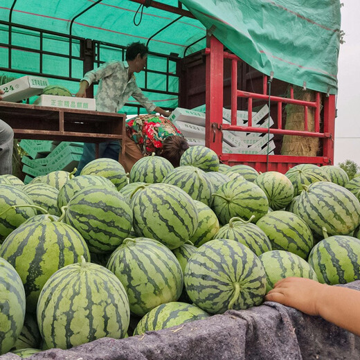 Shouhe crunchy type 8424 watermelon seeds, early mature, thin-skinned, summer and autumn seeds, 8424 watermelon seeds, 50g, about 900 pieces