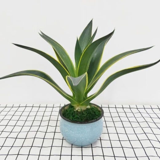 金边龙舌兰盆栽 多肉植物 虎皮兰绿植花卉好养 金边龙舌兰一颗高20-22CM左右 原土发货耐旱植物易养活