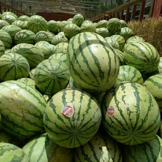 Zhongke Maohua Mountain Stone Melon Watermelon Seed Jincheng No. 5 Lazy Man Giant Dragon Large Fruit Type Ningxia Double Red Flesh Selenium Sand Melon Free of Whole Seed Giant Dragon 100g/bag Refreshing Type