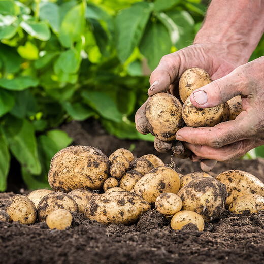 Organic potatoes 500g