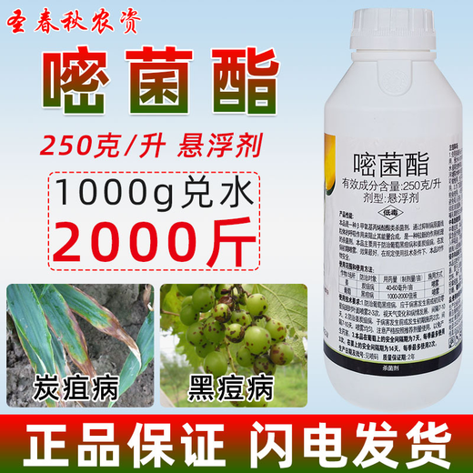Azoxystrobin, ginger, cucumber, watermelon, anthracnose, powdery mildew, rust, pesticide, fungicide, Amicida 1000g
