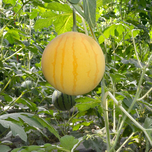 Zhongke Maohua Fruit Seeds Jin Linglong Golden Handsome Watermelon Seeds Yellow Skin Red Flesh Gift Watermelon Seeds Small Super Sweet Picking Garden Zhongke Golden Handsome 100 capsules/bag