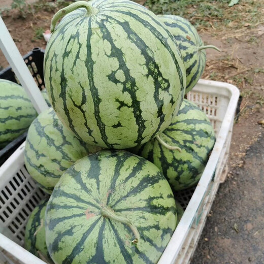 Zhongke Maohua melon and fruit seeds Zaojia Legend 8424 watermelon seeds