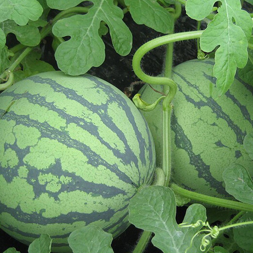 Planting Notes: Kirin Watermelon Seeds Zaojia 8424 has beautiful fruit shape, sweet flesh, thin and crispy skin, Jinmeidu Seeds Zaojia 8424 5g/bag (about 90 pieces)