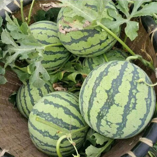 Planting Notes: Kirin Watermelon Seeds Zaojia 8424 has beautiful fruit shape, sweet flesh, thin and crispy skin, Jinmeidu Seeds Zaojia 8424 5g/bag (about 90 pieces)