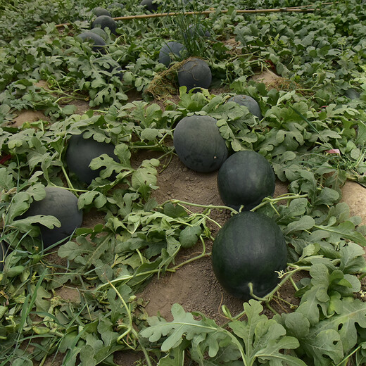Zhongke Maohua vegetable and fruit seeds, resistant to repeated cropping, black general, black skin, big red flesh, watermelon seeds, resistant to fusarium wilt, continuous cropping for 8 years, large fruit, black general, watermelon seeds 10g (simple package)