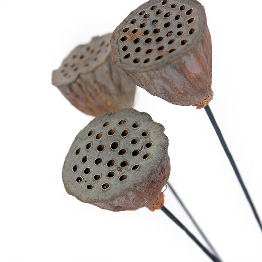 Youyi dried flowers extra large plump metal flower pole with seeds dried lotus lotus dried flowers decoration living room floor small lotus 3 pieces price