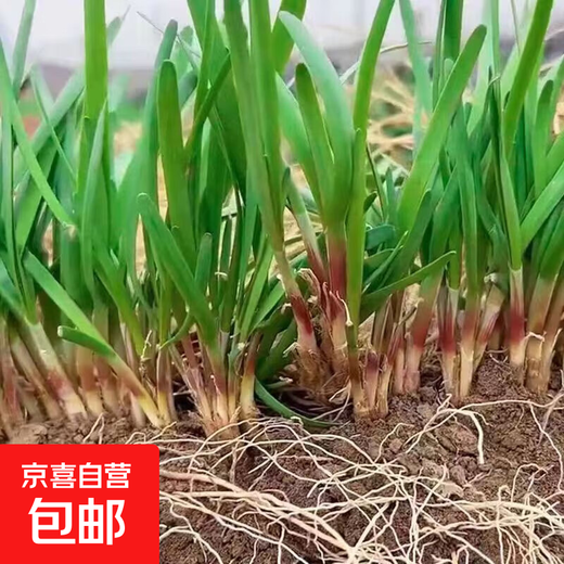Vegetable seedlings, leek root seedlings, freshly planted root seedlings, four-season balcony potted ground leaf vegetable seedlings, leek root seedlings, 100 chive root seedlings