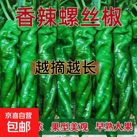 Spicy Spicy Pepper Seeds, Golden Spicy Green Peppers, Pig Intestine Chili Seeds, Potted Vegetable Seeds for Garden Fields and Balconies, Spicy Spicy Peppers, Early Mature Large Fruits, Approximately 100 capsules, 1 pack