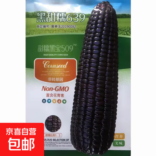 白甜糯玉米种子高产四季播白糯玉米非转国审农家超甜加糯玉米种子 甜糯黑宝509玉米种子原装200克