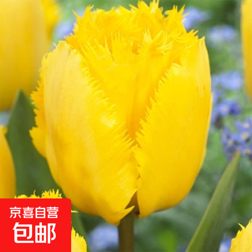 Tulip seed bulbs imported from the Netherlands, winter cold-resistant indoor and outdoor courtyard flower seeds, hydroponic plant pots, large balls, Crystal Star 10 balls + fertilizer (super cheap)