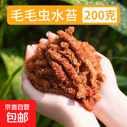 Chile imported caterpillar sphagnum moss seven-star dry moss butterfly orchid special soil matrix turtle hibernation mat Chilean caterpillar sphagnum moss 200g