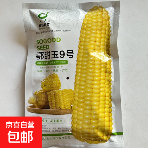 National Approval Corn Seed Sweet Waxy Corn Seed Hybrid Corn White Corn National Approval Corn Seed E Tianyu No. 9 Corn Seed Original 100g