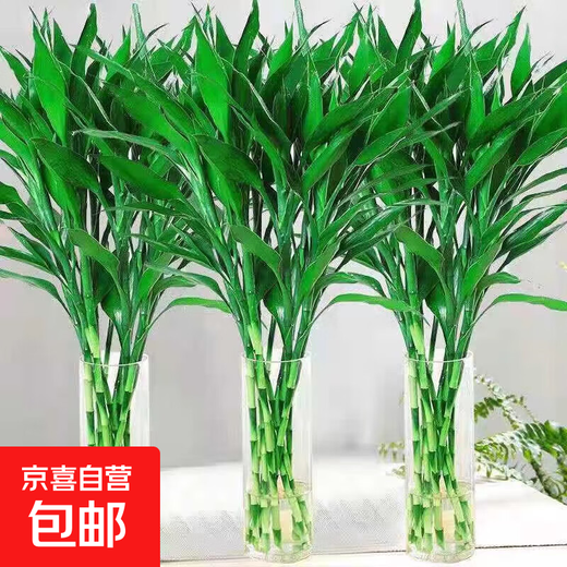 Lucky Bamboo, hydroponic plants shipped from Guangzhou, good for lazy people, a gift for Buddha in the office, Chinese Valentine's Day, Lucky Bamboo 70cm, 10 pieces