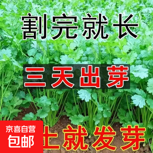 Easy to germinate large-leaf coriander seeds coriander seeds heat-resistant four-season balcony indoor potted seeds vegetable seeds four-season large-leaf coriander about 5000 capsules 5 packs