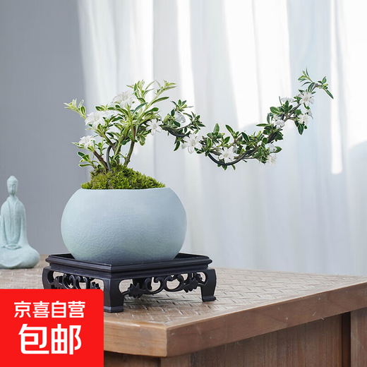 Estilo zen Nieve de junio en el acantilado con macetas de cerámica Pequeñas plantas de bonsái en la oficina Plantas verdes Bonsái en macetas Acantilado Nieve de junio + maceta de hielo + base cuadrada + musgo