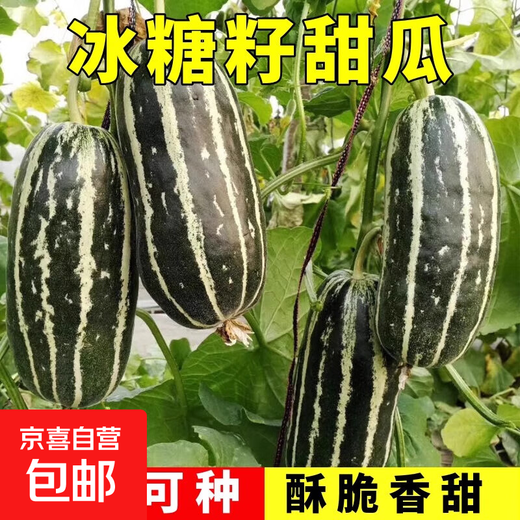 Bingtangzi melon, tooth-dropping melon seeds, cantaloupe seeds, four seasons garden spring and autumn fruits and vegetables, melon seeds G Bingtangzi melon 2 packs + free fertilizer