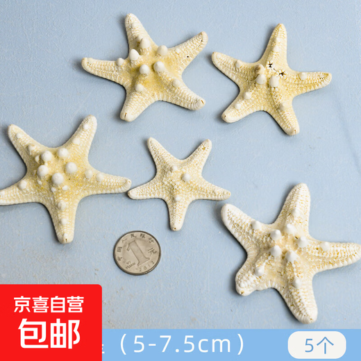 Shells, conches, starfish, fish tank landscaping, handmade diy materials, photo frames, wind chimes, drift bottles, decorative small gifts, 5 bread starfish, 5-7.5cm