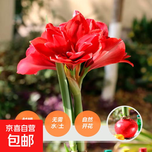Wax-sealed amaryllis imported seed bulbs for home decoration and gifts. Flowers bloom naturally without soil and fertilizer. Large balls in gift box, red double petals, red smooth balls*1(36/38)