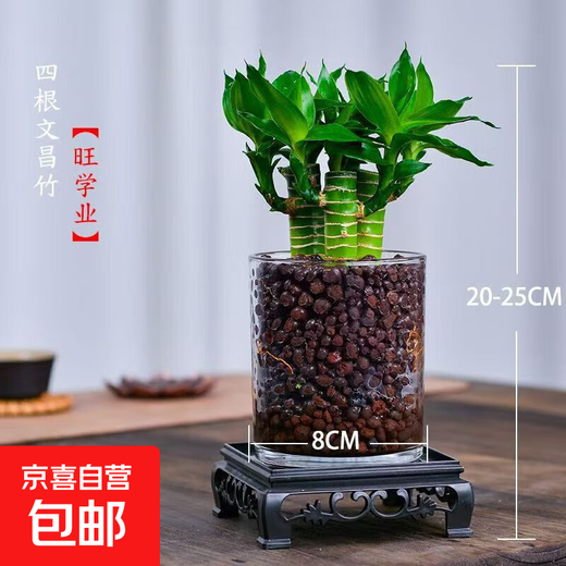 4 gold-listed Wenchang Bamboo plants, rich bamboo hydroponic plants with thick stems shipped with roots, step by step transfer bamboo, four Wenchang Bamboo stems + cylindrical glass bottle + ceramsite + base with basin