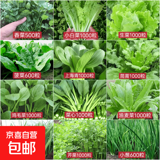 Seed collection 12 kinds of vegetable seeds, four-season vegetable seeds, balcony potted green plants, easy to grow in the courtyard in spring and autumn, coriander + spinach + lettuce + cabbage + green onions