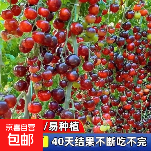 Black Tomato Seeds, Waterfall Tomatoes, Black Pearl Cherry Tomatoes, Small Tomato Seeds, Potted Cherry Tomato Fruit Seeds, Black Falls Cherry Tomato Seeds/pack, about 200 capsules, 3 packs