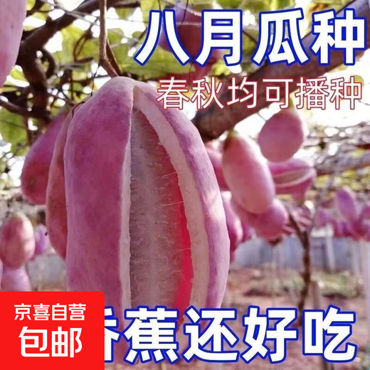 August melon, August fried seeds, new dietary fiber seeds, four-season climbing vines, balcony potted edible fruit seeds, August melon seeds/pack, about 20 capsules, 3 packs